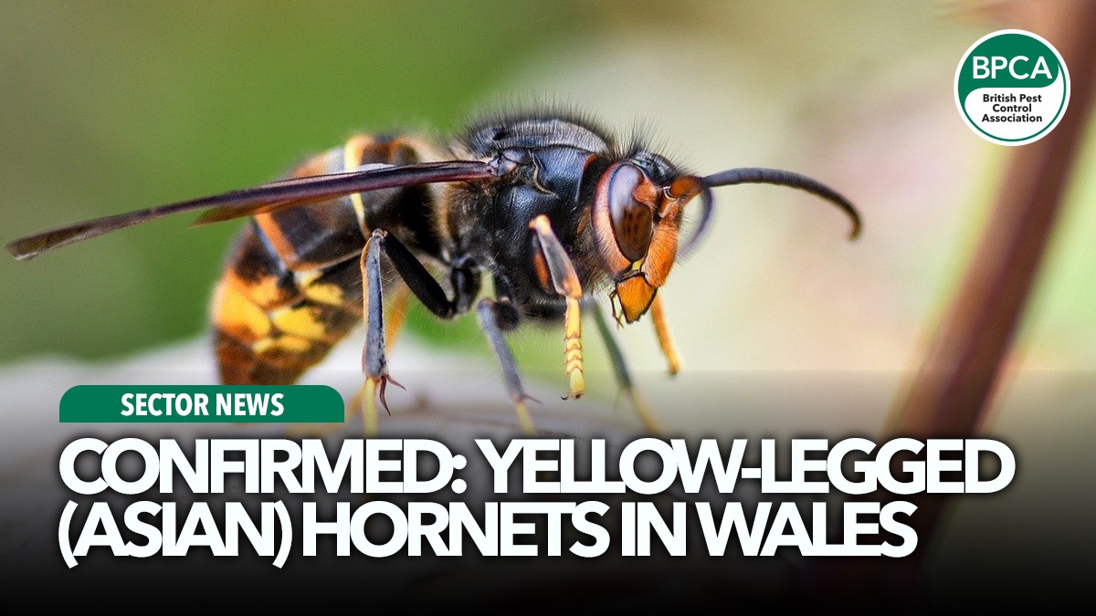 confirmed-asian-hornet-wales-hero confirmed-asian-hornet-wales-hero